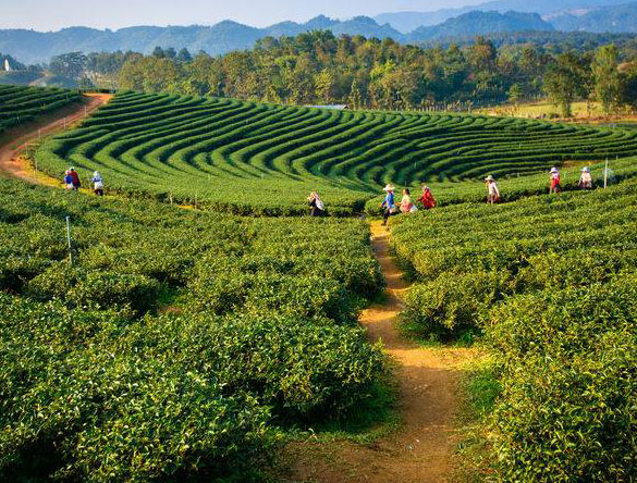 Darjeeling West Bengal Tea Plantation Tour