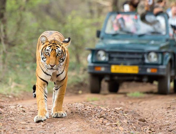 Ranthambore Tiger Safari Tour