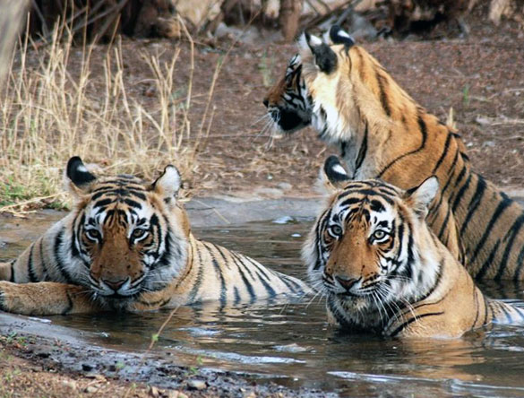 Tiger Family in Ranthambore