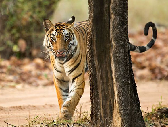 Tiger-Tour-Bandhavgarh