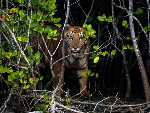 Tiger at Sundarbans National Park