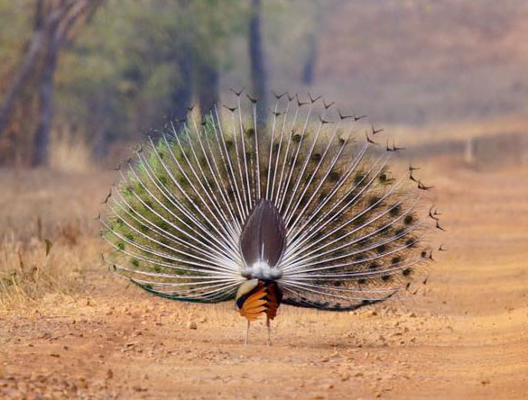 Peacock dance India birding tour